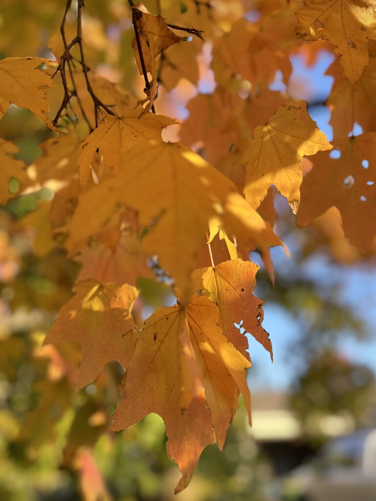 Underneath the Maple Tree by beckyk365