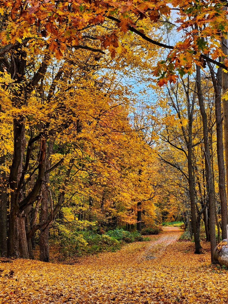 The Golden Path by ljmanning