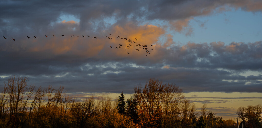 Morning Flight by darchibald