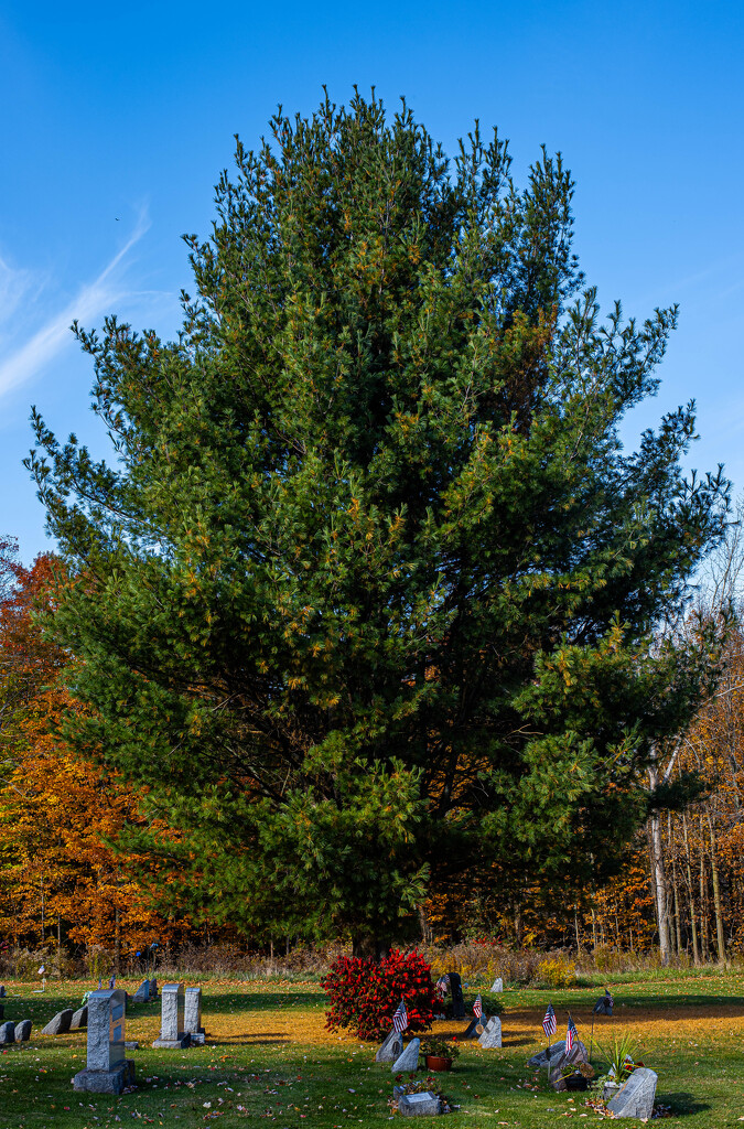 Cemetery Foliage-4 by darchibald