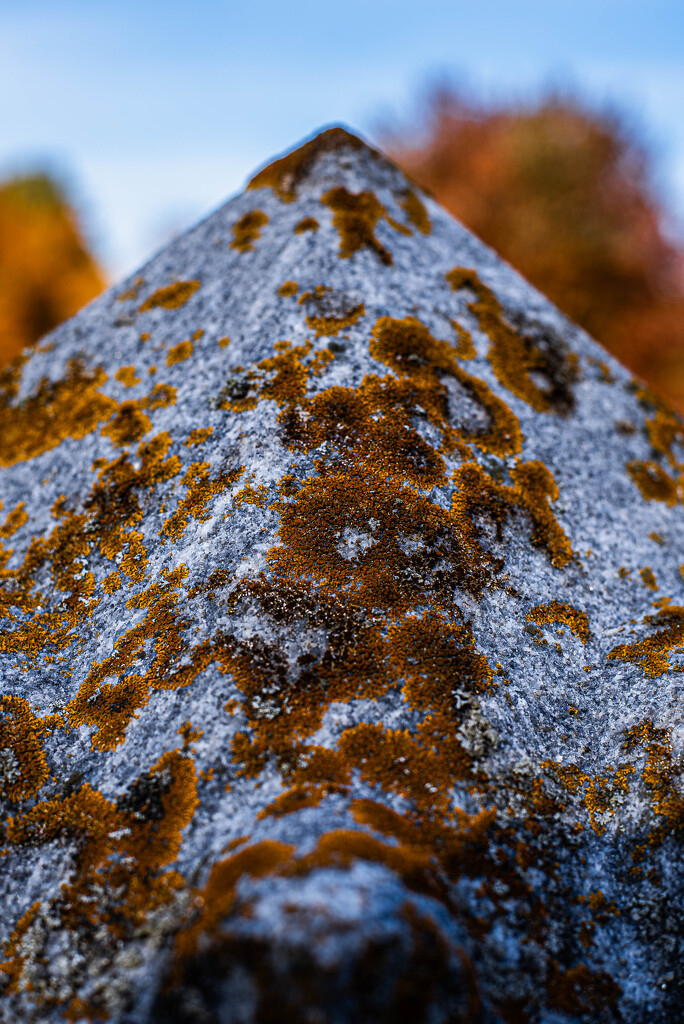 Lichen by darchibald