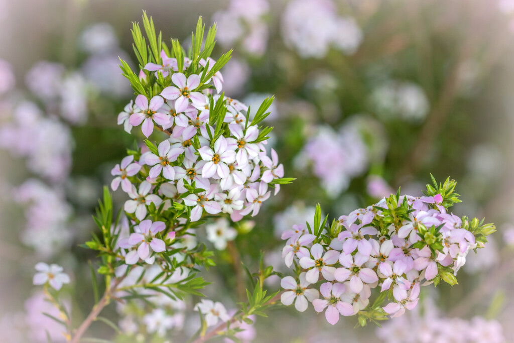 Just a few little flowers left by ludwigsdiana