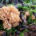 Coral Fungus