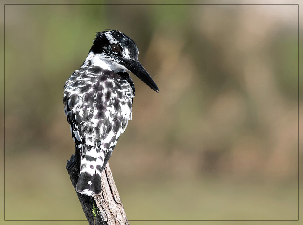 A little poser by ludwigsdiana