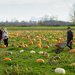 Pumpkin Patch