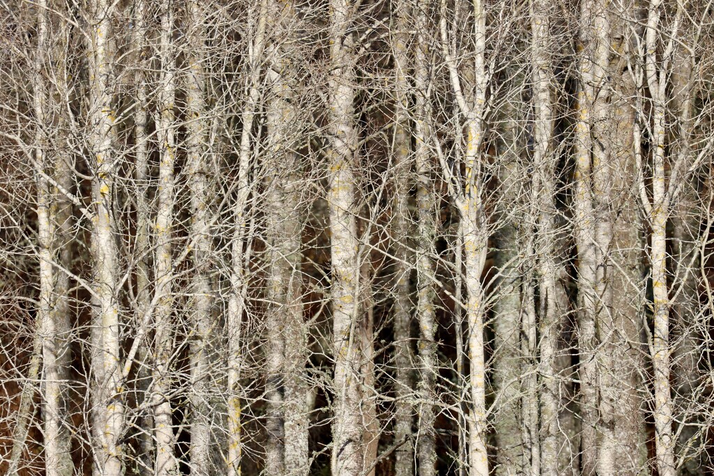 Bare Aspen by jamibann