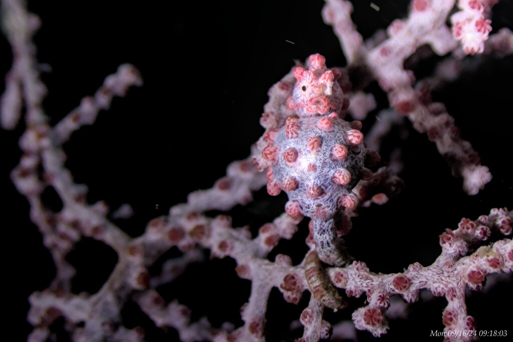 Pygmy Seahorse by wh2021