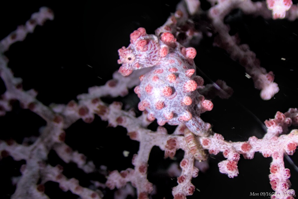 Pygmy Seahorse by wh2021