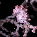 Pygmy Seahorse