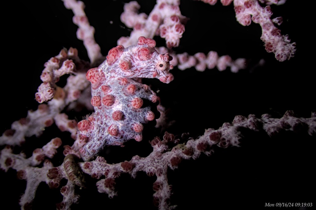 Pygmy Seahorse by wh2021