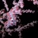 Pygmy Seahorse