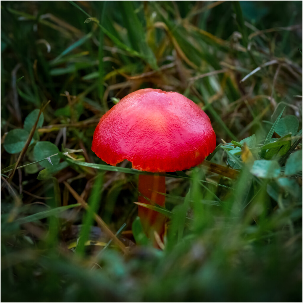 Waxcap by clifford