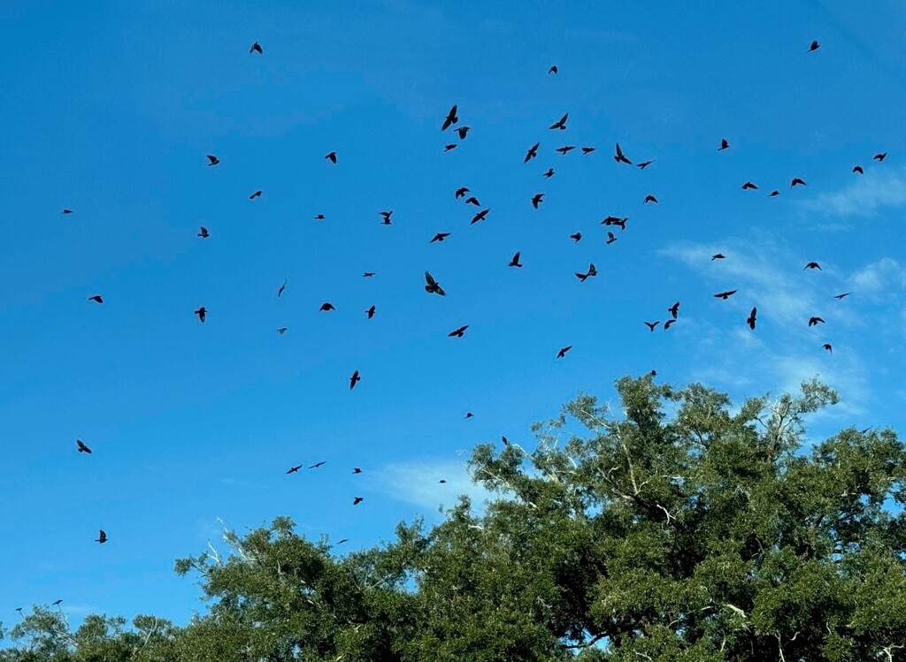 A plague of grackles... by marlboromaam