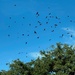 A plague of grackles...