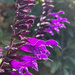 Salvia Amistad