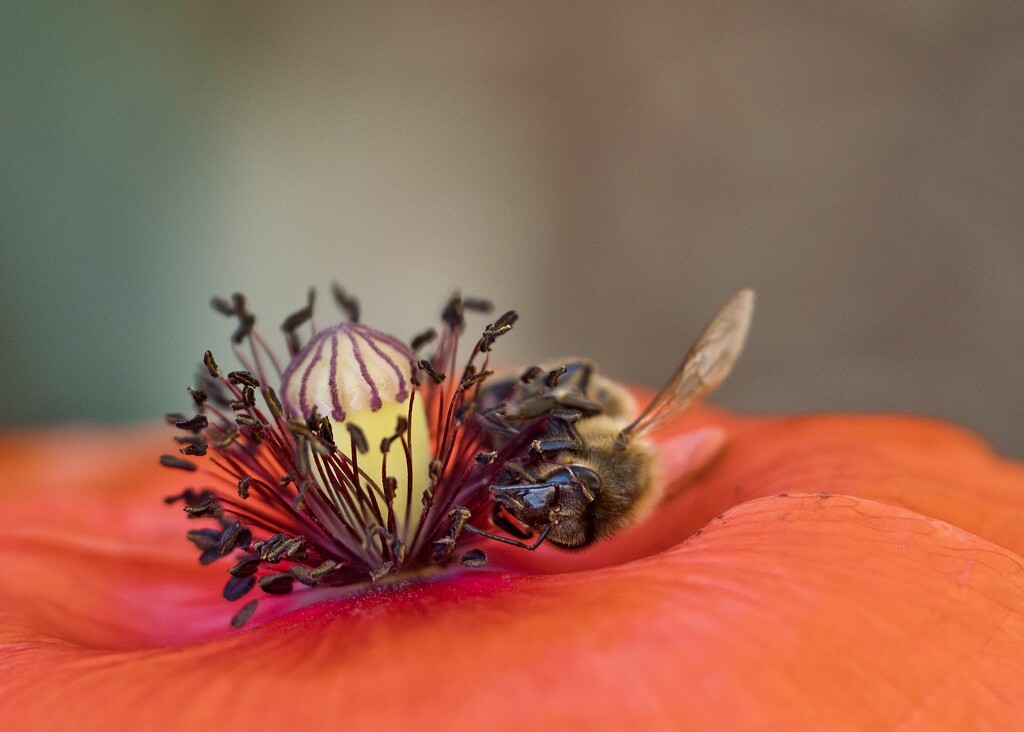 The Poppies Were Full Of Bees PA316977 by merrelyn