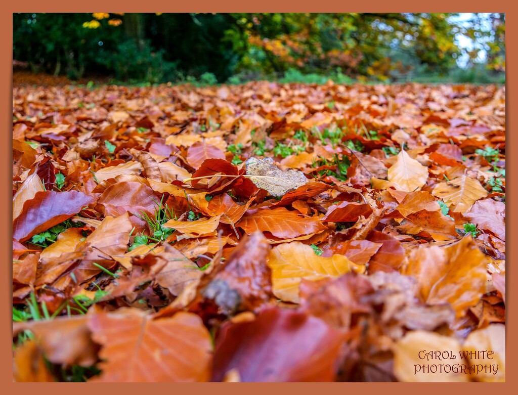 Autumn Leaves by carolmw