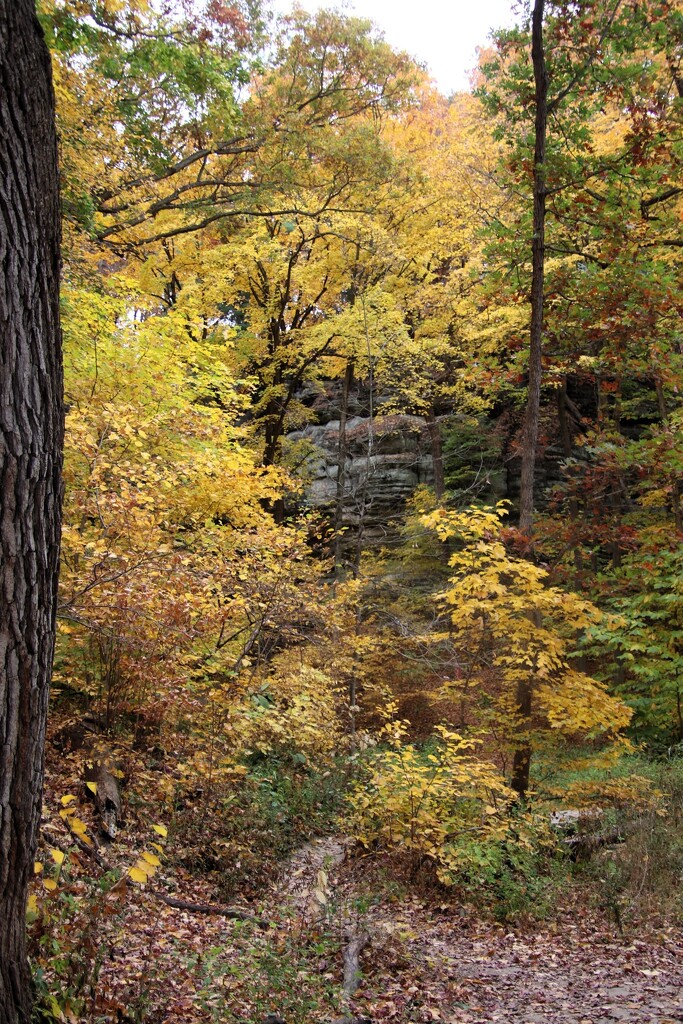 Colorful Trees by randy23