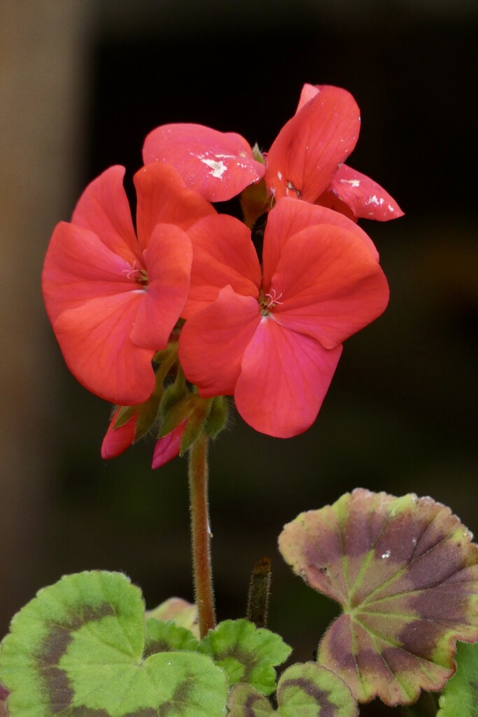 One remaining red geranium by orchid99