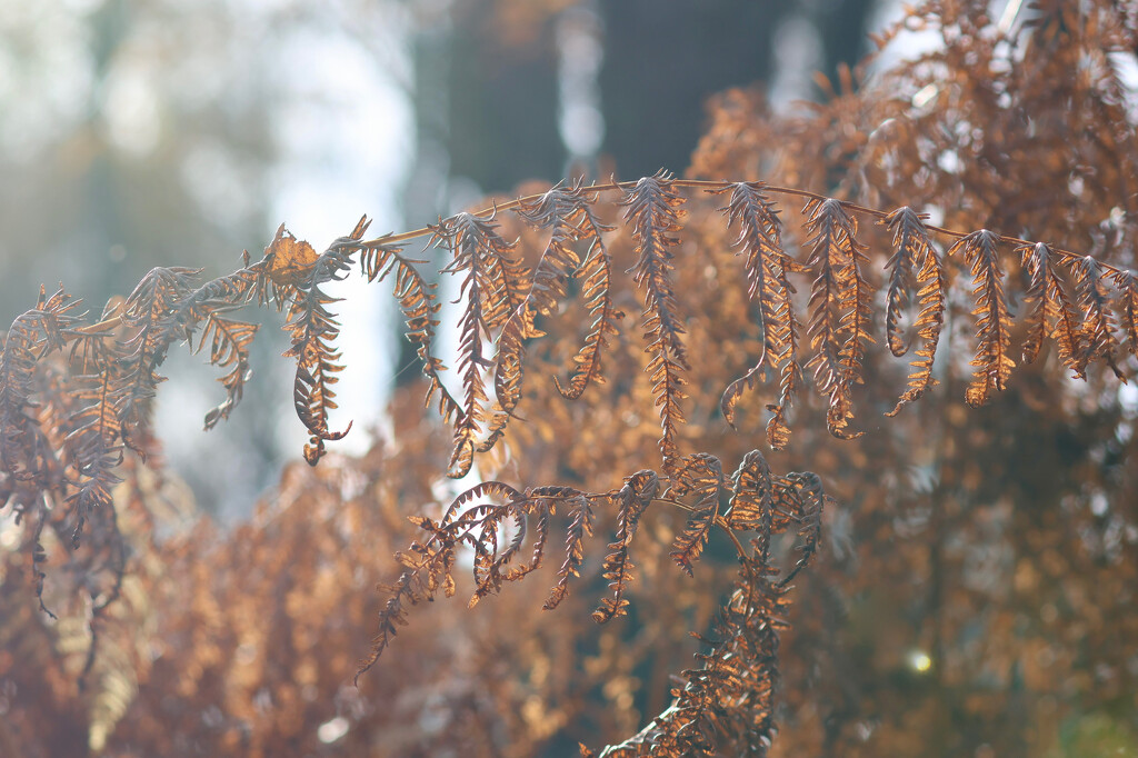 Autumnal Bracken by jamibann