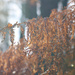 Autumnal Bracken