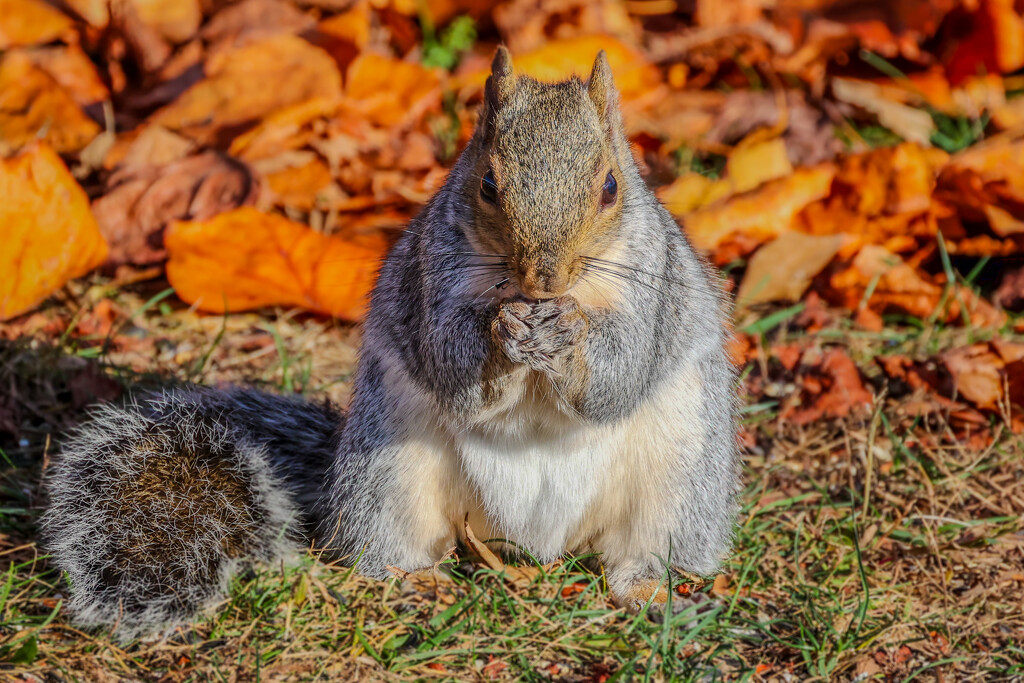 Ready for Winter by corinnec