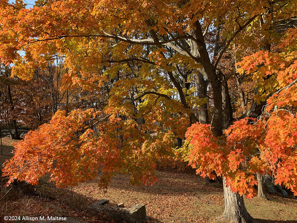 Autumn's Glory by falcon11