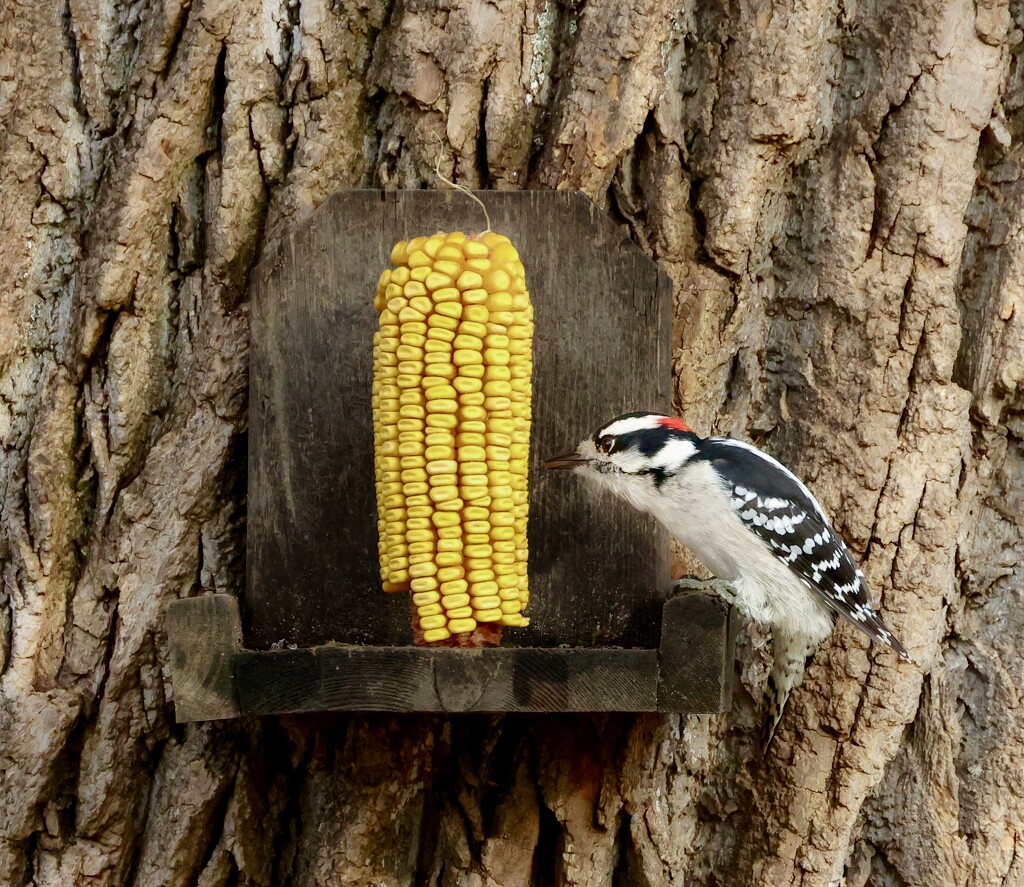 Male Downy Woodpecker by corinnec