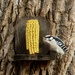 Male Downy Woodpecker