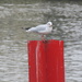 Gull posing for the camera