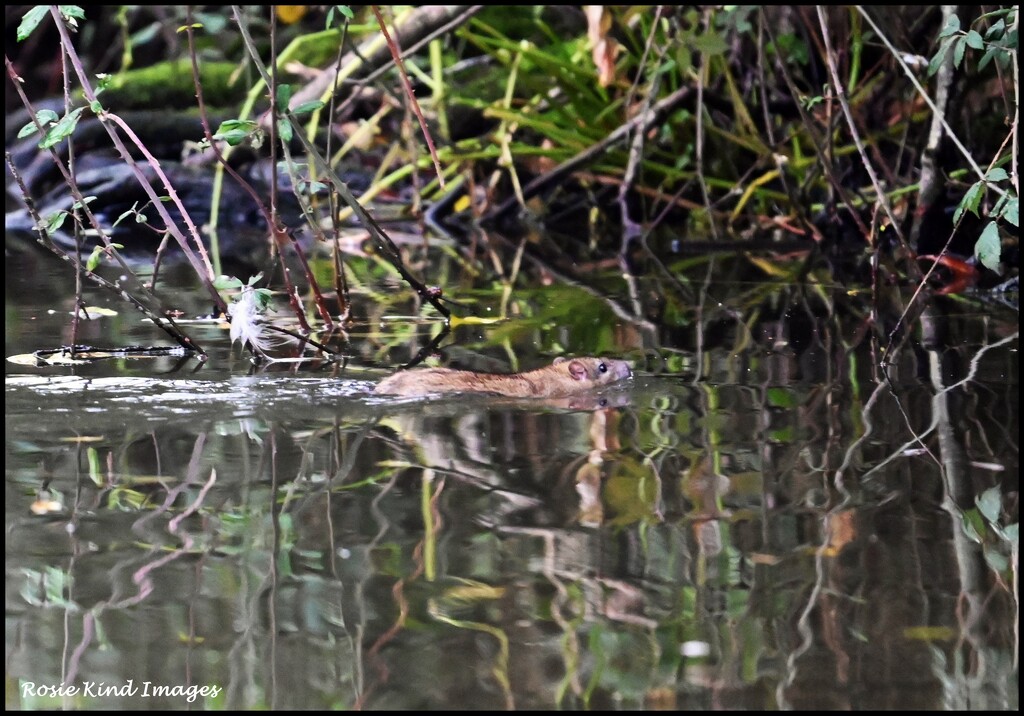 Water rat by rosiekind