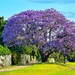 Jacaranda in full bloom 