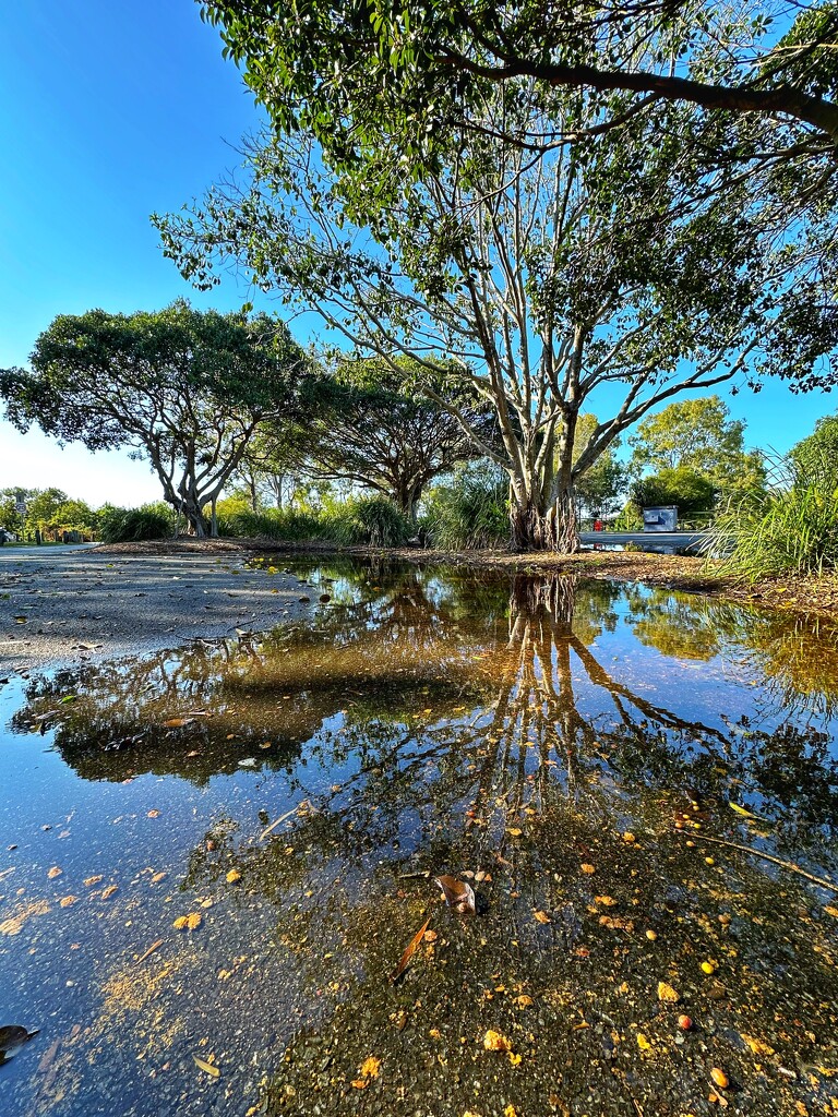 Puddles by corymbia