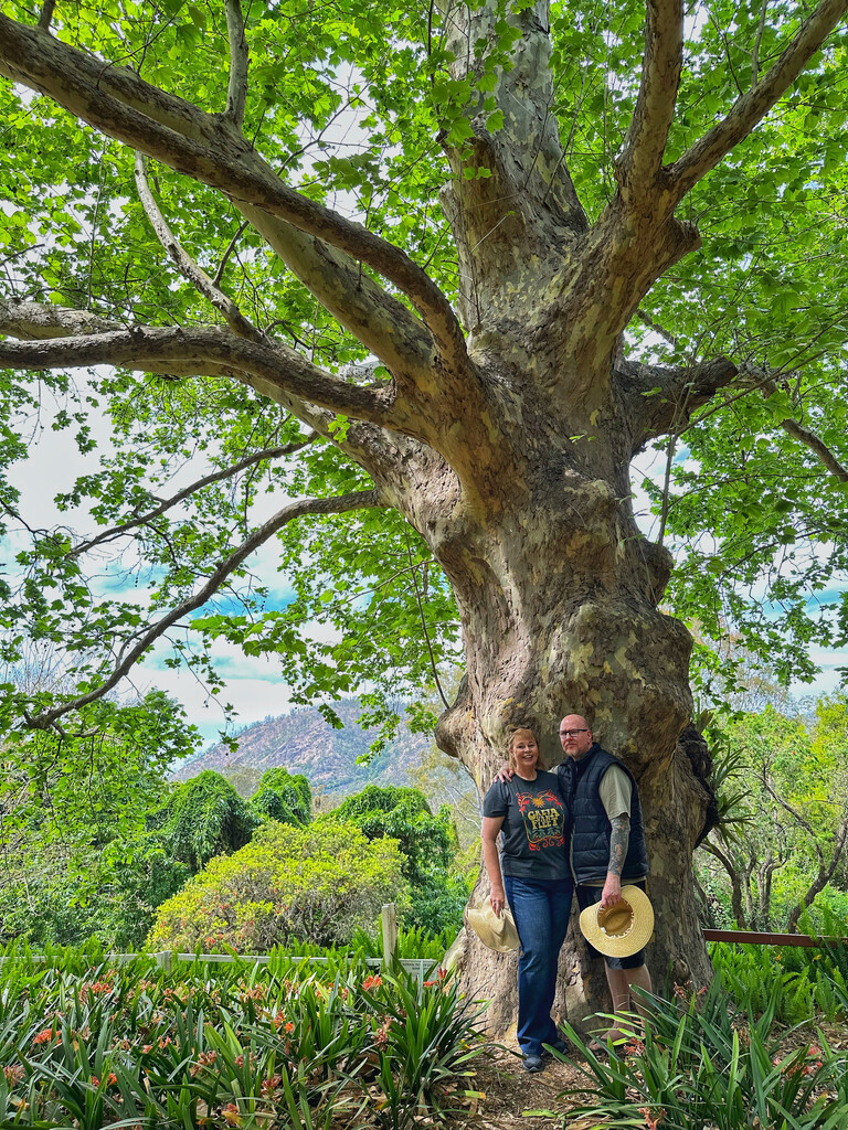 London Plane Tree by corymbia