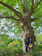 10th Sep 2024 - London Plane Tree