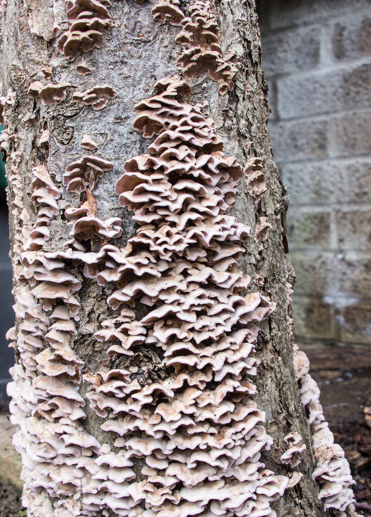 Dead tree fungus by busylady