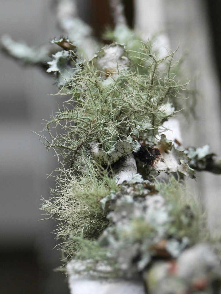 Bushy beard lichen... by marlboromaam