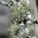 Bushy beard lichen...