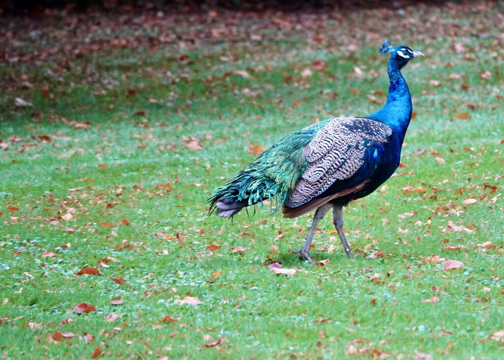 Peacock by phil_sandford