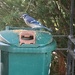 B Is for Blue Jay