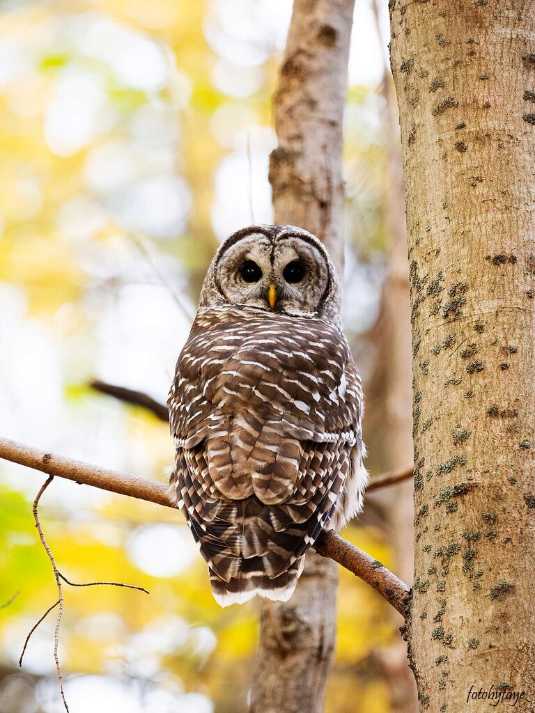 Barred owl by fayefaye