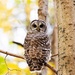 Barred owl by fayefaye