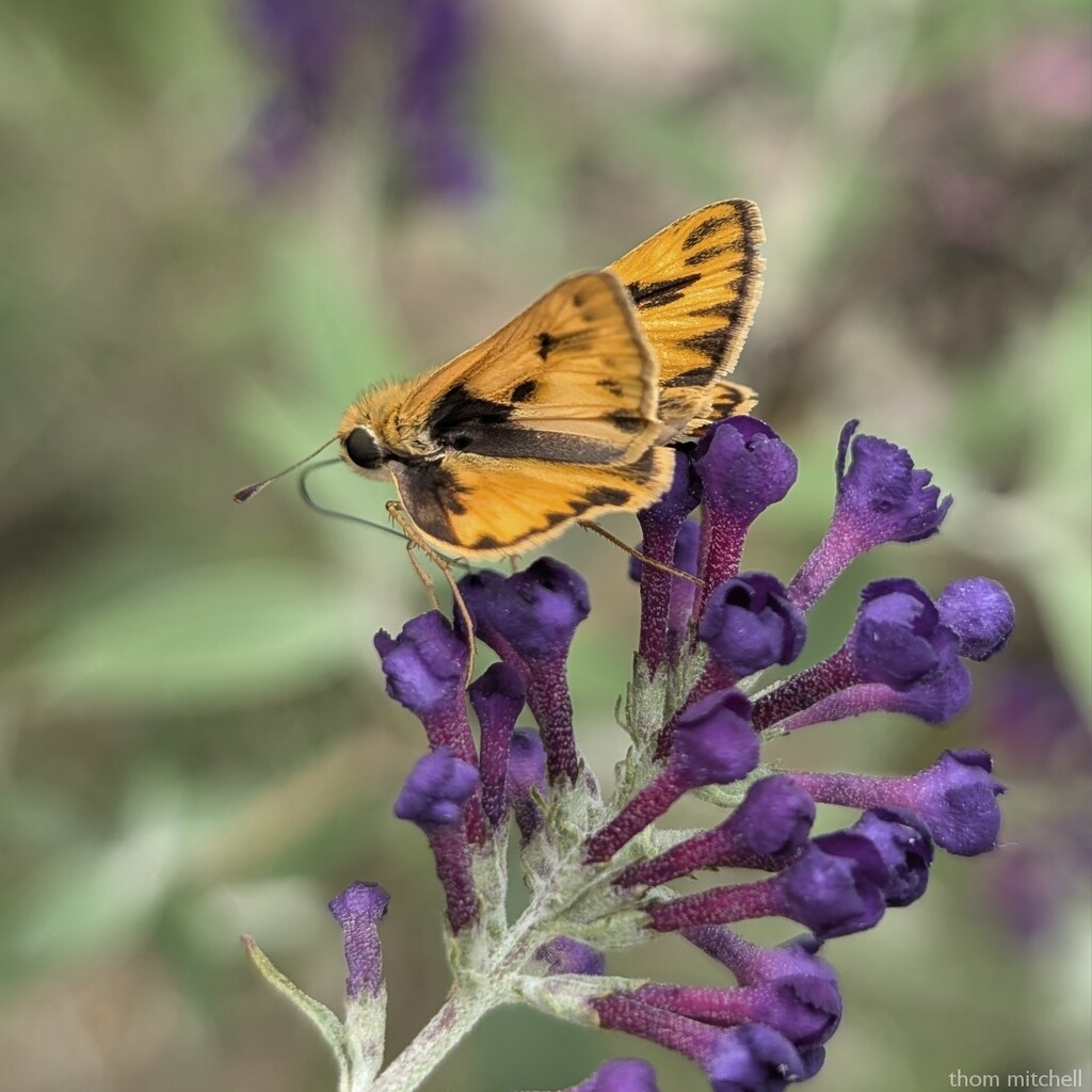 Fiery Skipper by rhoing