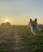 31st Oct 2024 - Golden hour retriever.