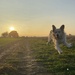 Golden hour retriever.