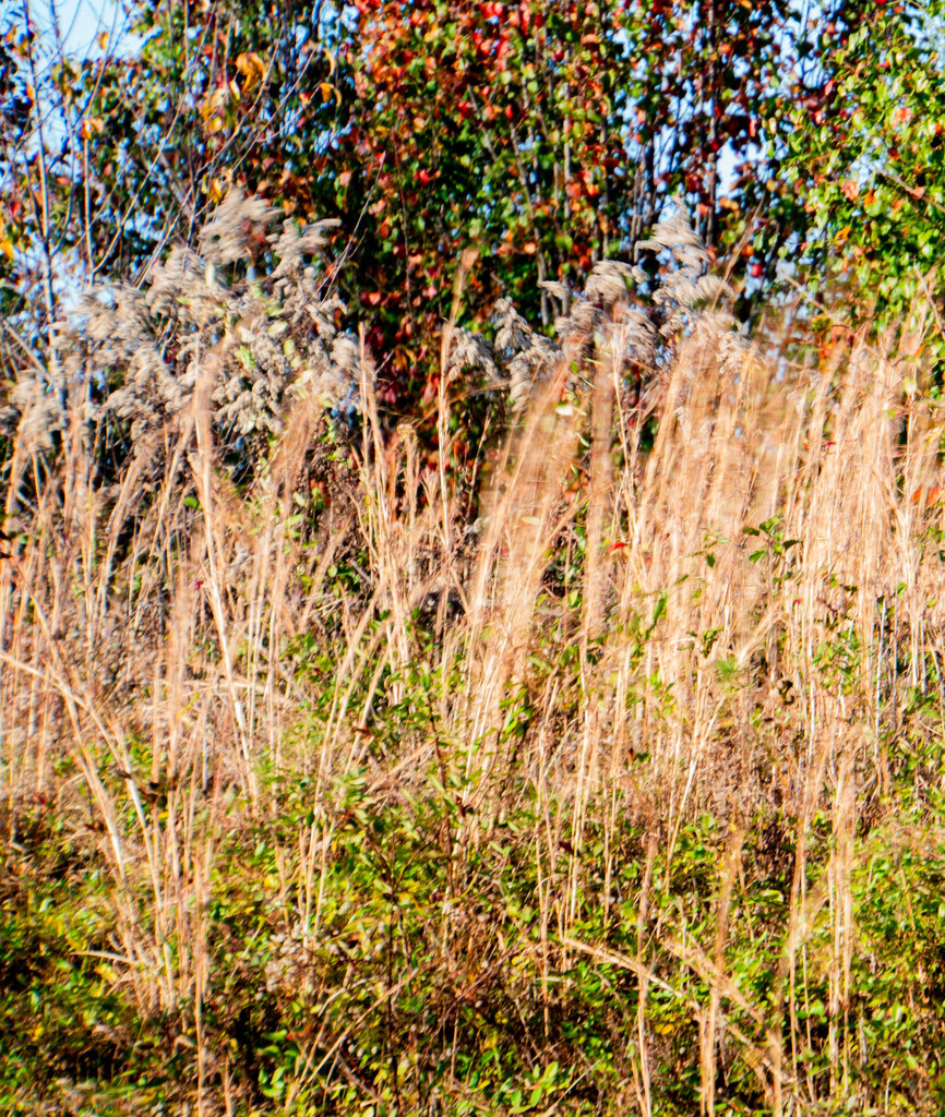 The wind in the grass and trees by randystreat