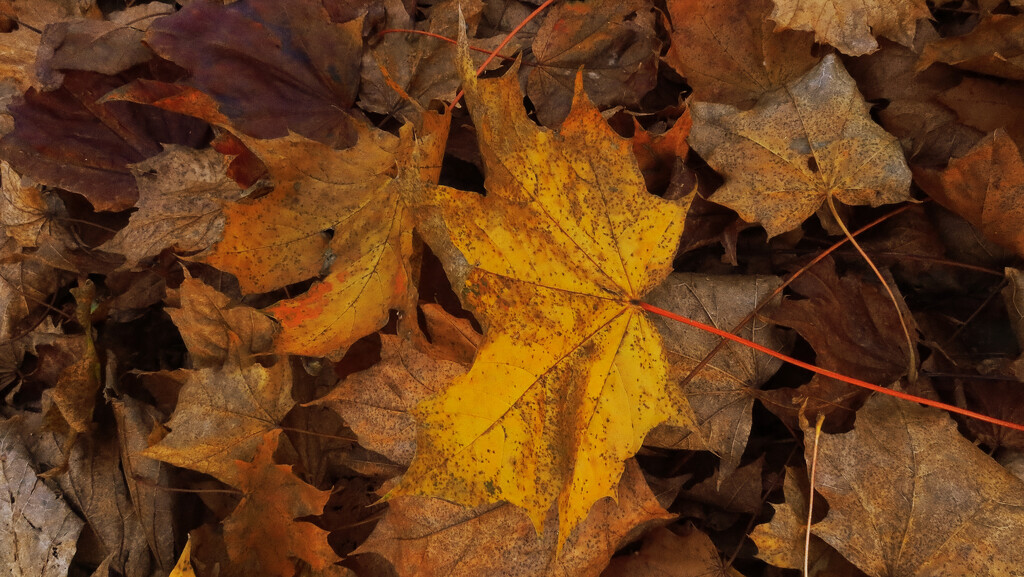 Dry autumn leaves by neil_ge