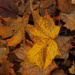 Dry autumn leaves