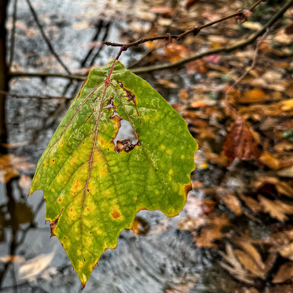 Leaf Me Alone by lsquared