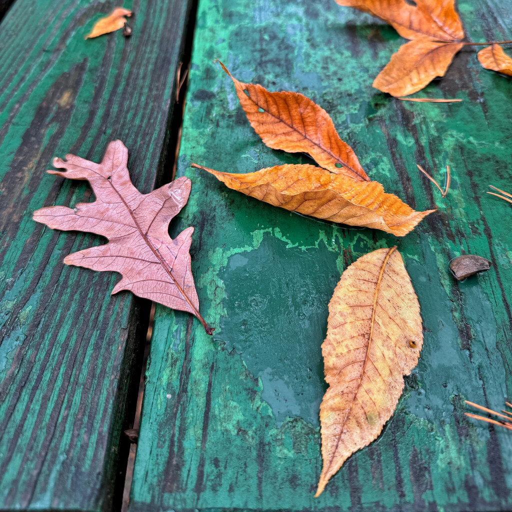 Leaves on Picnic Table by lsquared